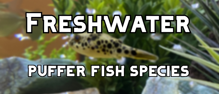 freshwater puffer fish species