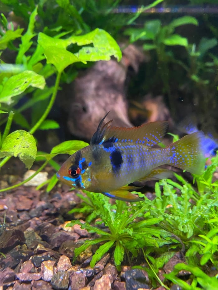 german blue ram