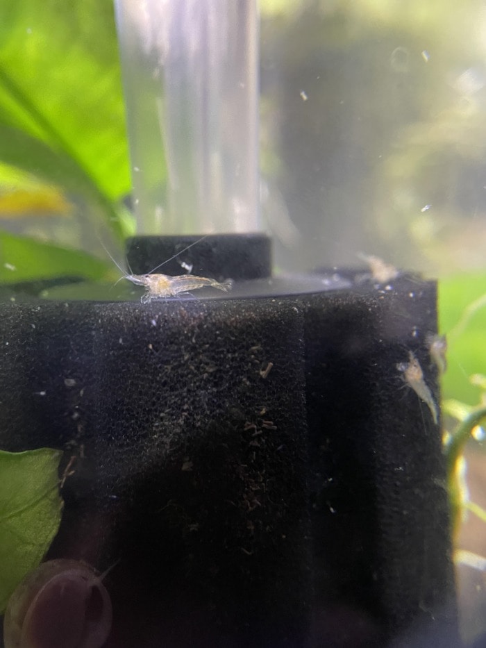 ghost shrimp babies