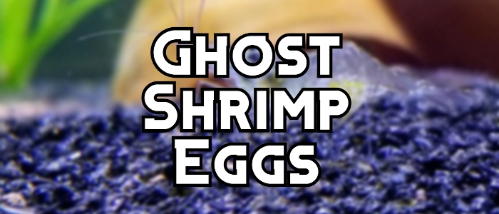 ghost shrimp eggs