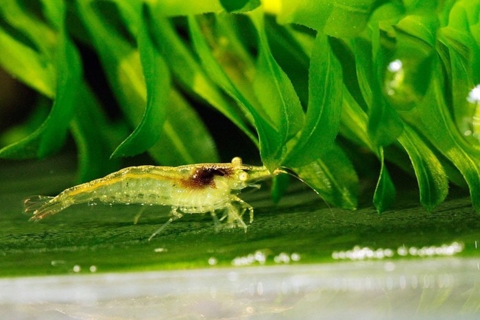 ghost shrimp