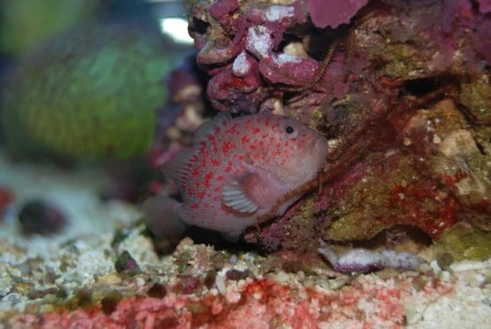 gumdrop coral croucher