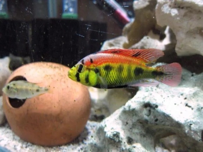 haplochromis aeneocolor