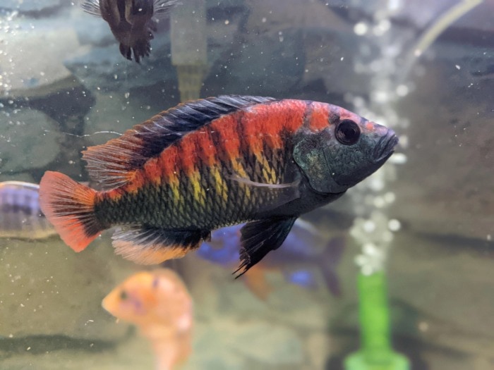 haplochromis nyererei