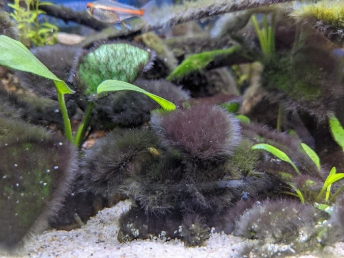 heavy black algae infestation in the aquarium