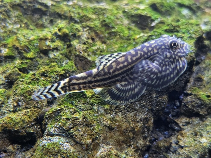 hillstream loach