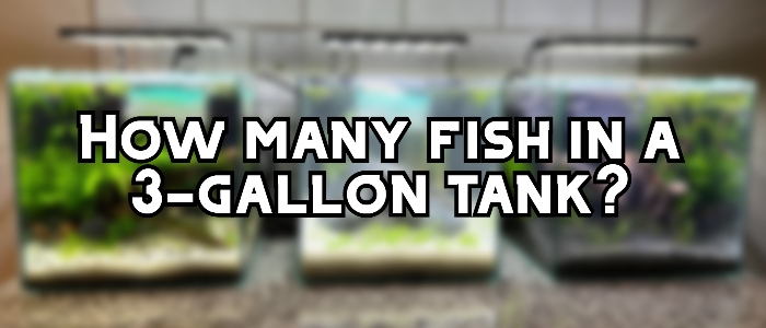 how many fish in a 3 gallon tank header