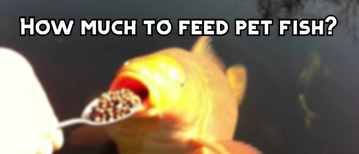 how much to feed fish header
