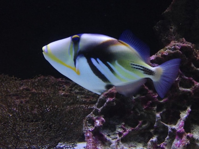 humuhumu triggerfish