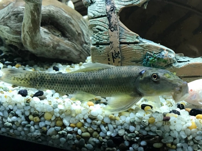 juvenile chinese algae eater