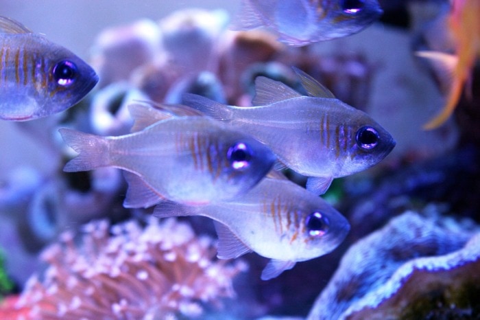 longspine cardinalfish