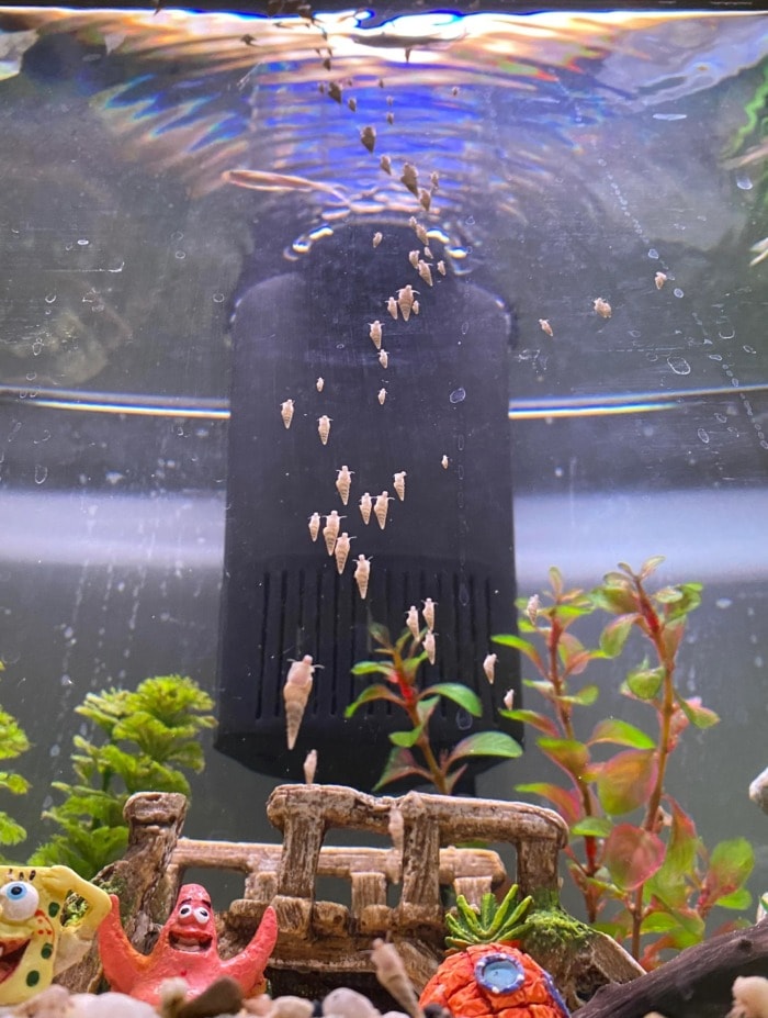 malaysian trumpet snail infestation