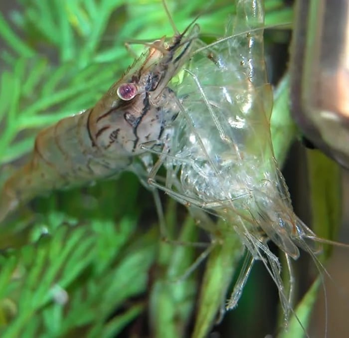 Molting cycle of shrimp