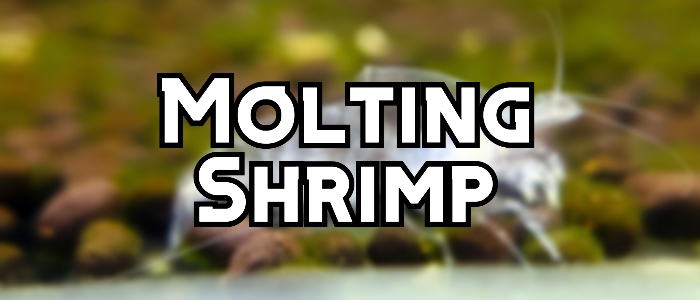 molting shrimp header