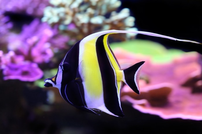 moorish idol