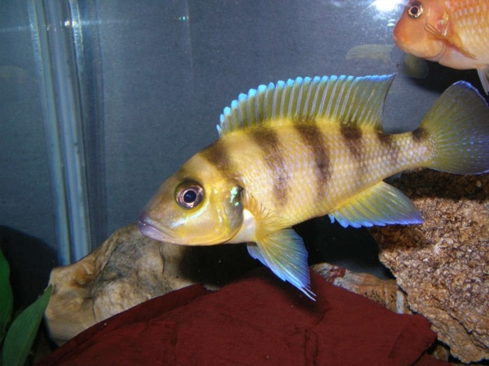 neolamprologus sexfasciatus