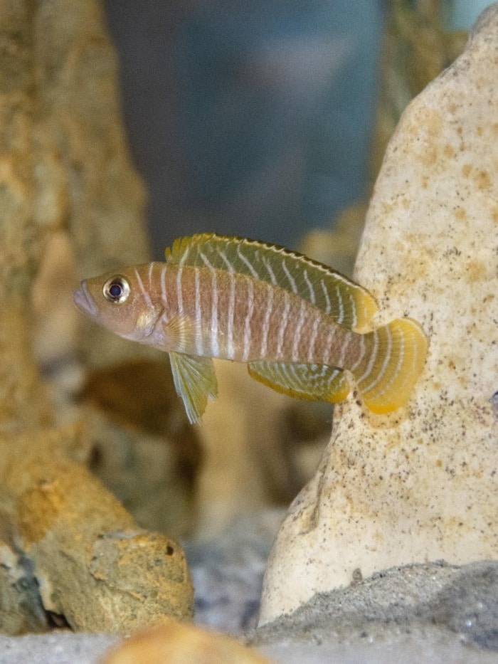 neolamprologus similis male