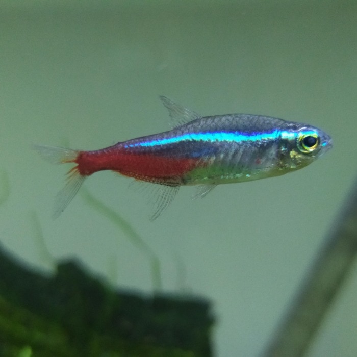 old neon tetra