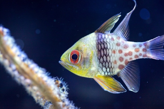 pajama cardinalfish