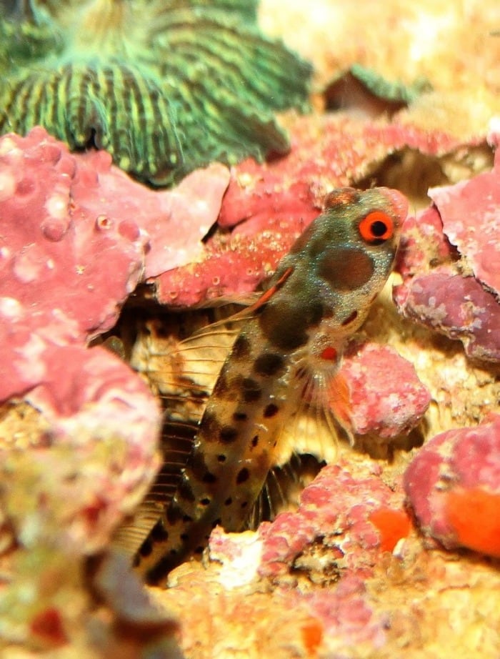 panamic barnacle blenny