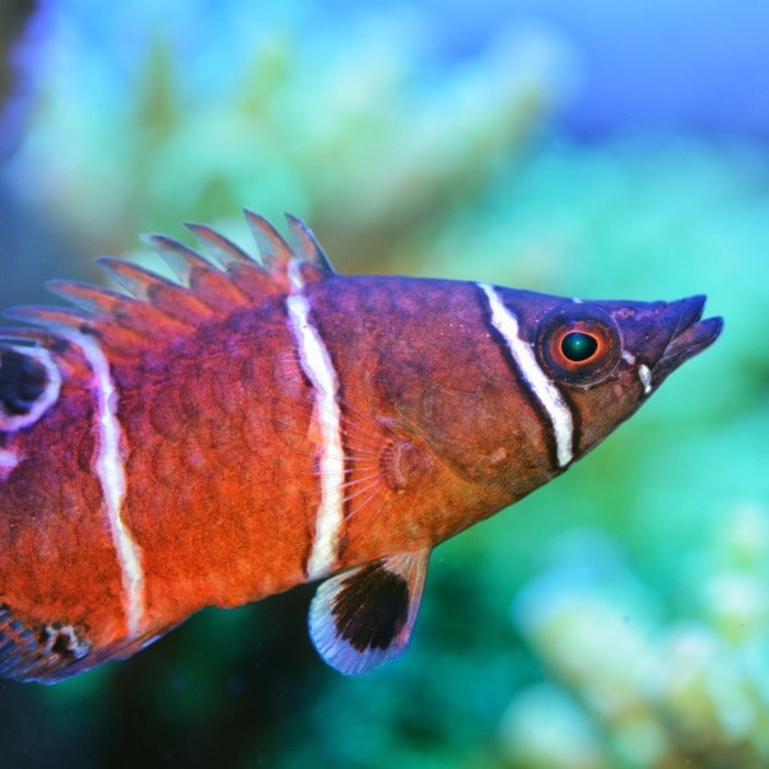 possum wrasse