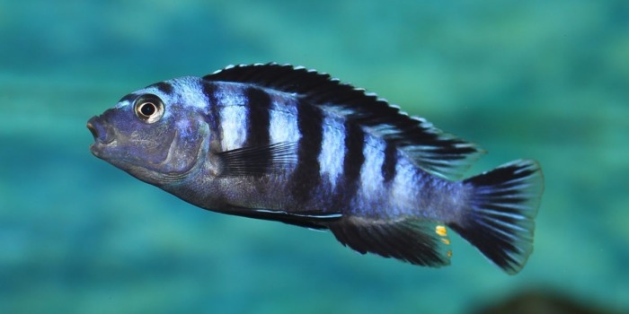 pseudotropheus saulosi