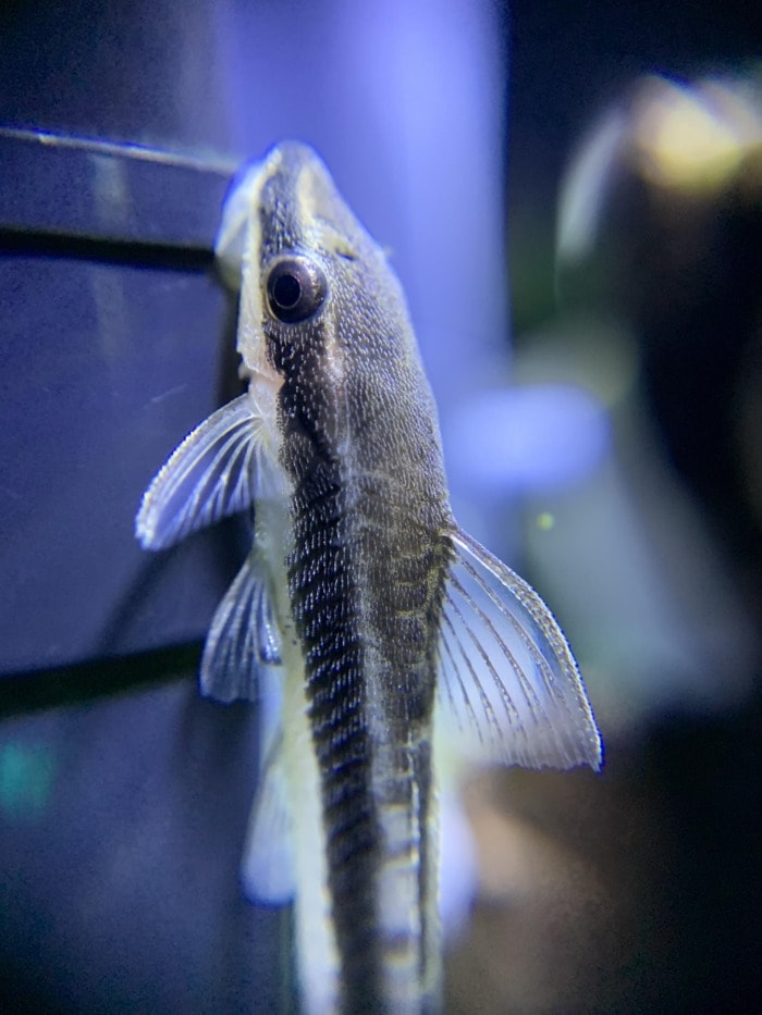 pygmy suckermouth macro shot