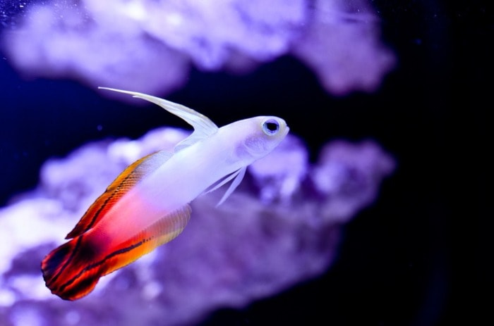 red firefish goby