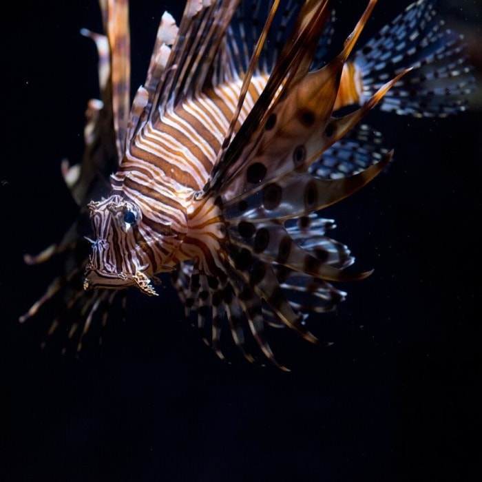 red lionfish