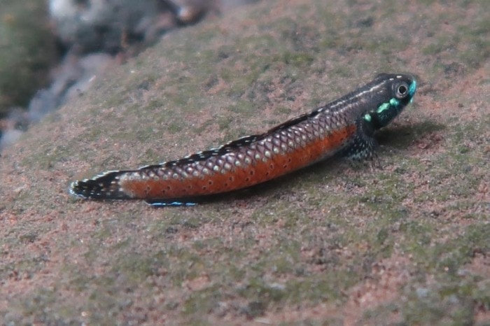 red neon stiphodon goby