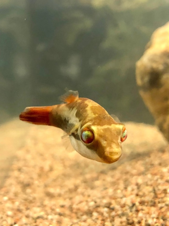 red tailed dwarf puffer