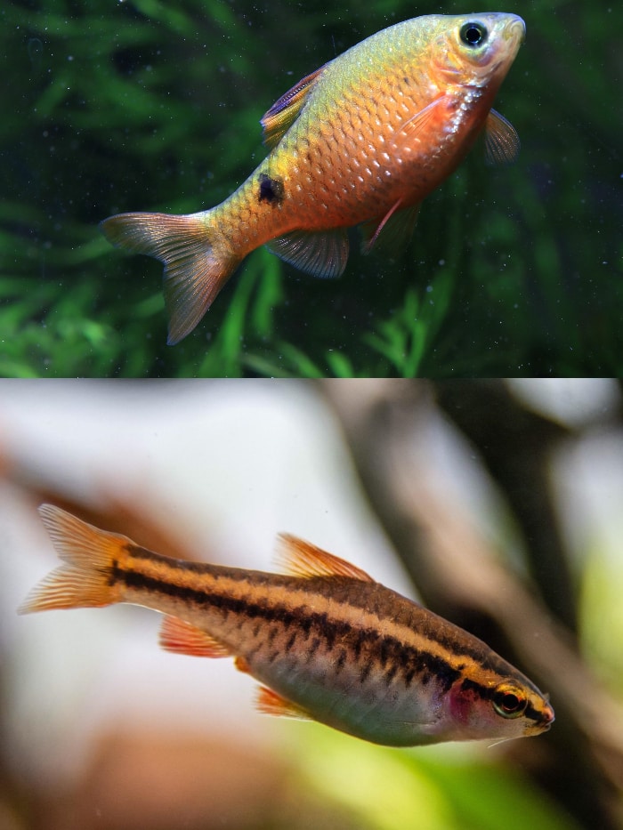 rosy and cherry barbs