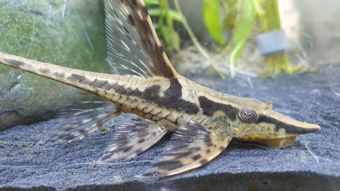 royal whiptail catfish