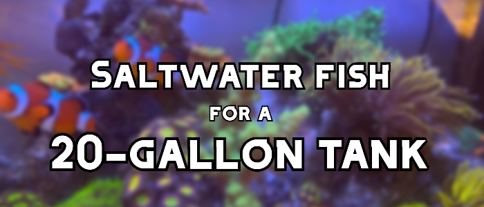 saltwater fish 20 gallon tank header