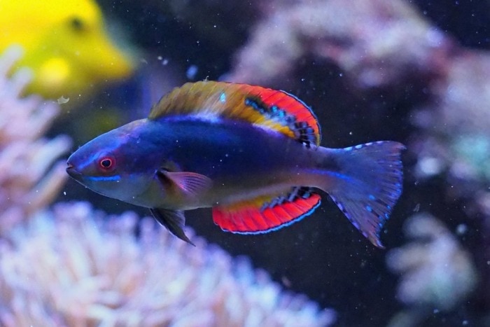 scotts fairy wrasse