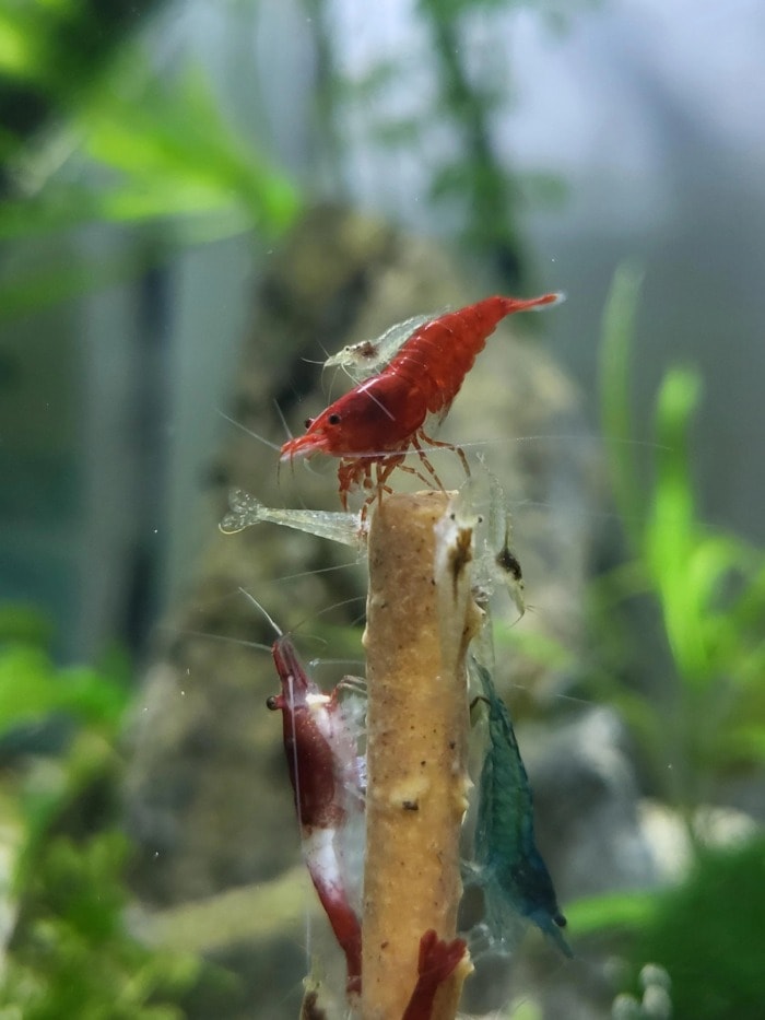 shrimp colony