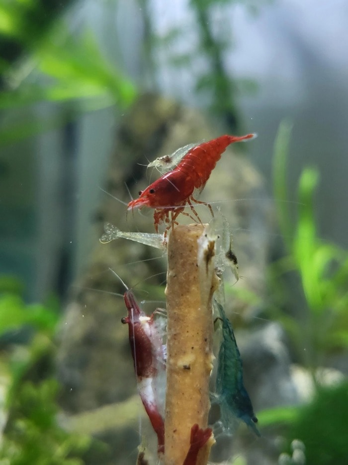 Shrimp colony happily munching away on a Shrimp Lolipop