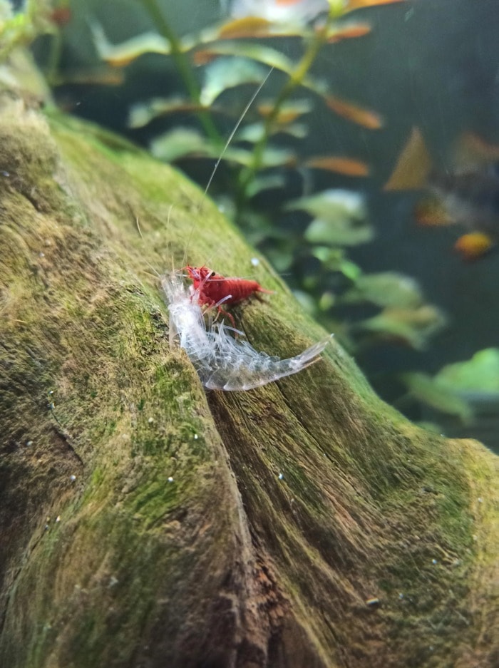 shrimp eating molt