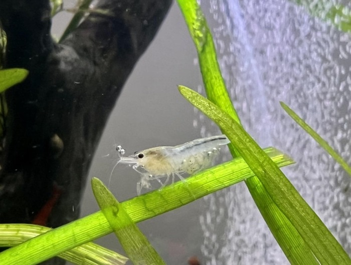 shrimp eggs with eyes