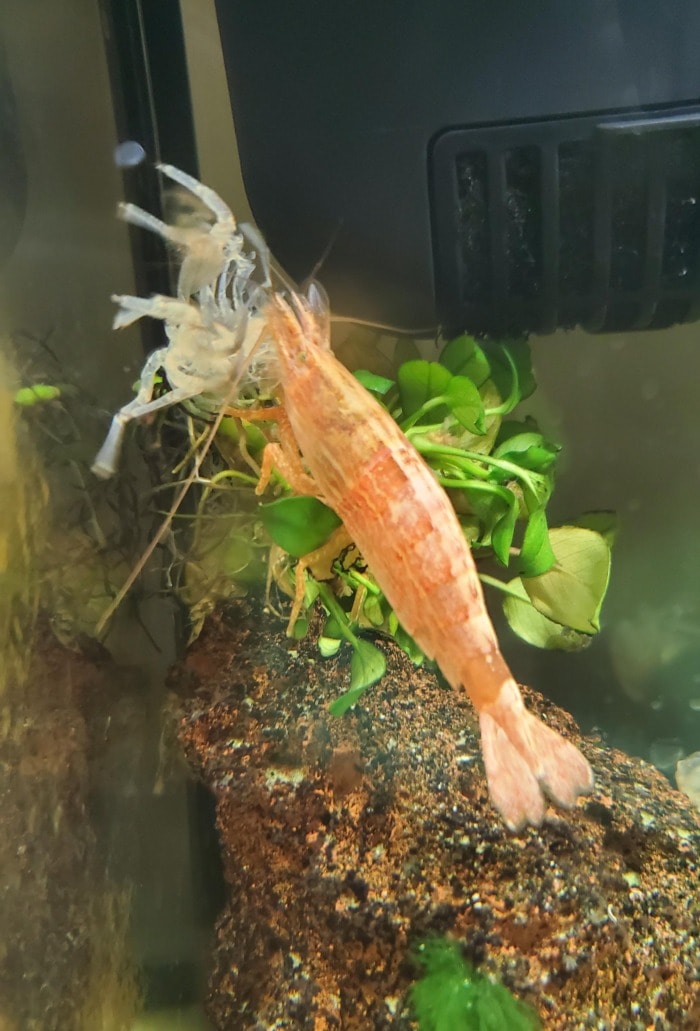 shrimp stuck in molt