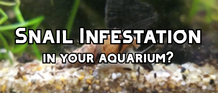 snail infestation aquarium