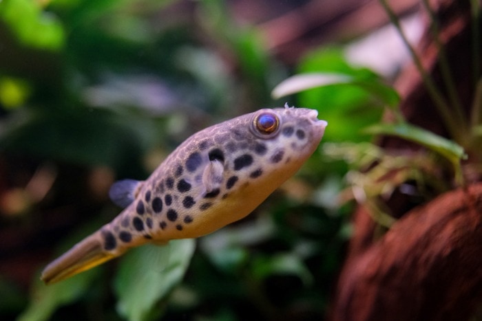 spotted congo puffer