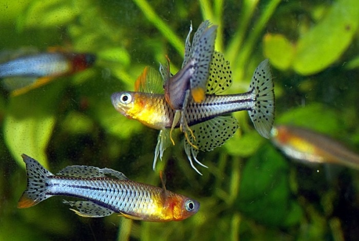 spotted rainbowfish