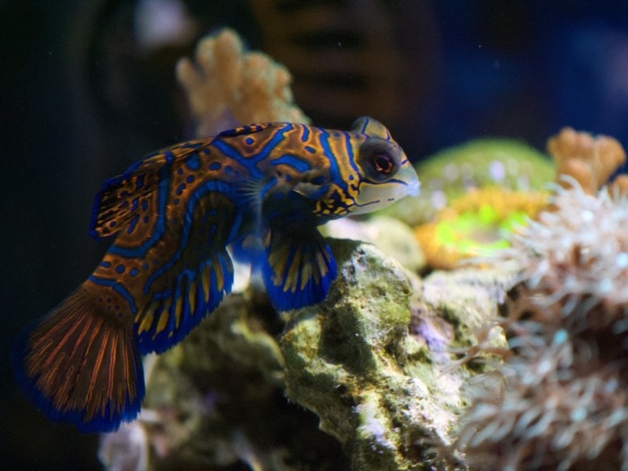 striped mandarinfish