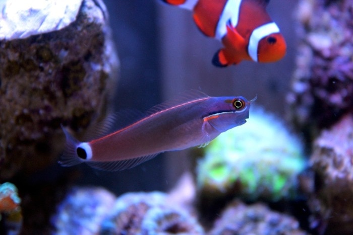 tailspot blenny