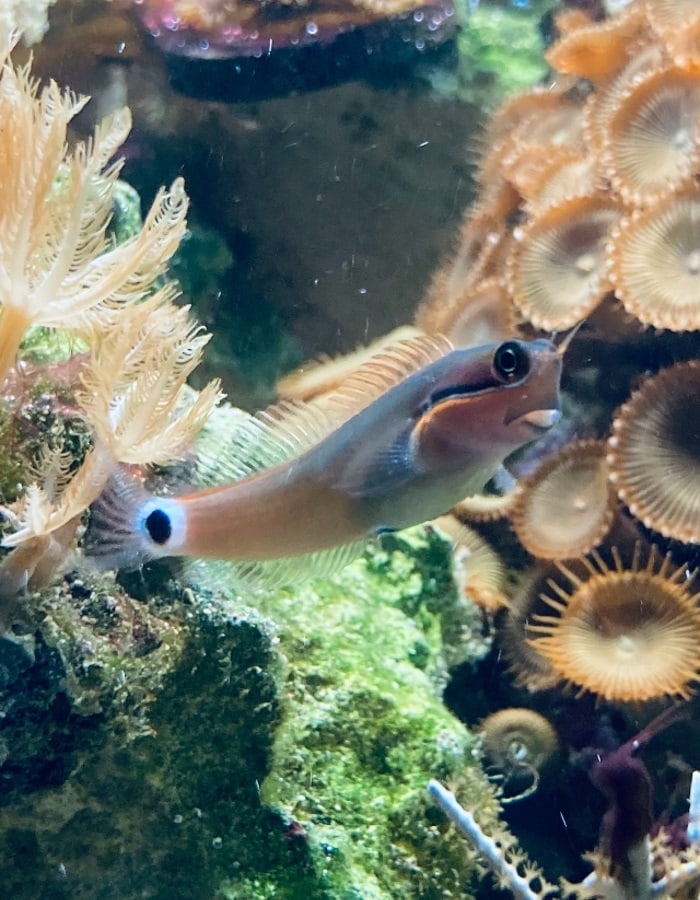 tailspot blenny