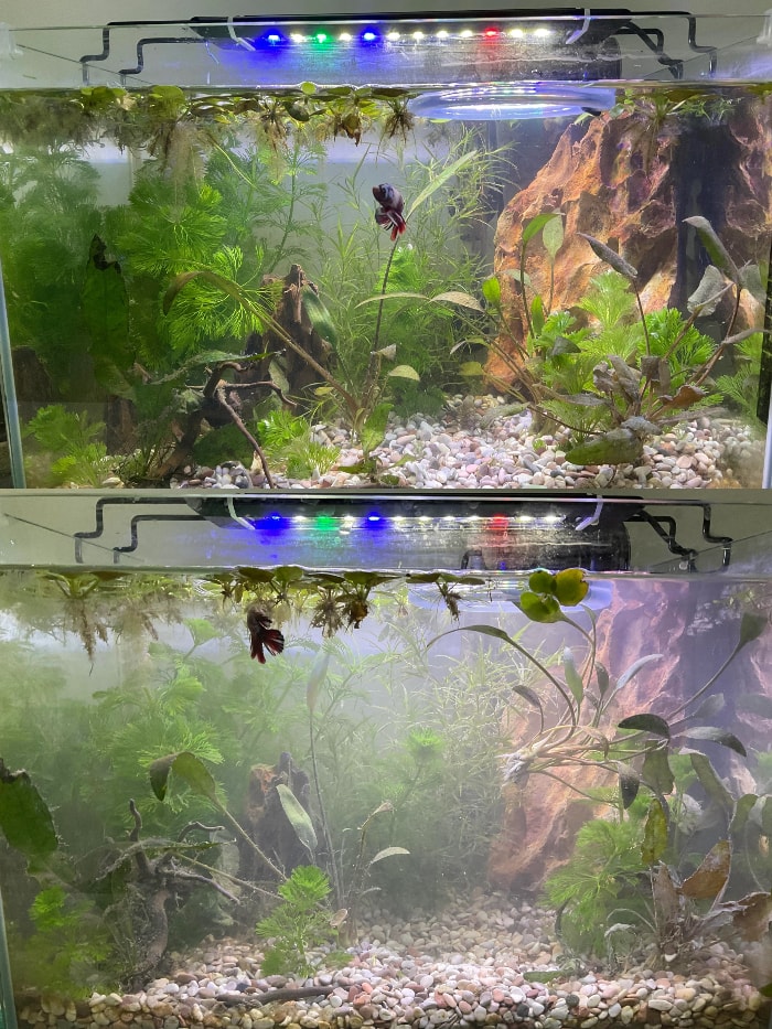 tank before and after water change