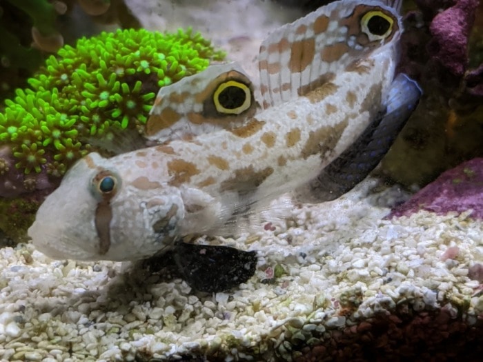 twin spot goby