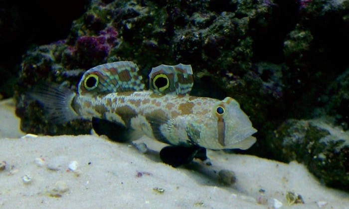 twin spot goby