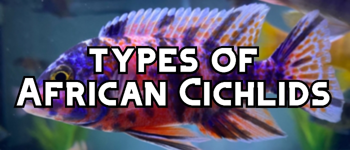 types of african cichlids header